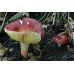 Мицелий Сыроежки лайковой / Сыроежка зелёно-красная (Russula alutacea) Мицелий Сыроежки лайковой / Сыроежка зелёно-красная (Russula alutacea)